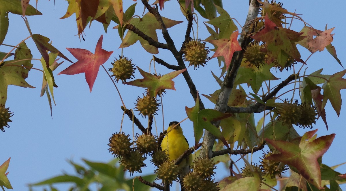 American Goldfinch - ML642115998