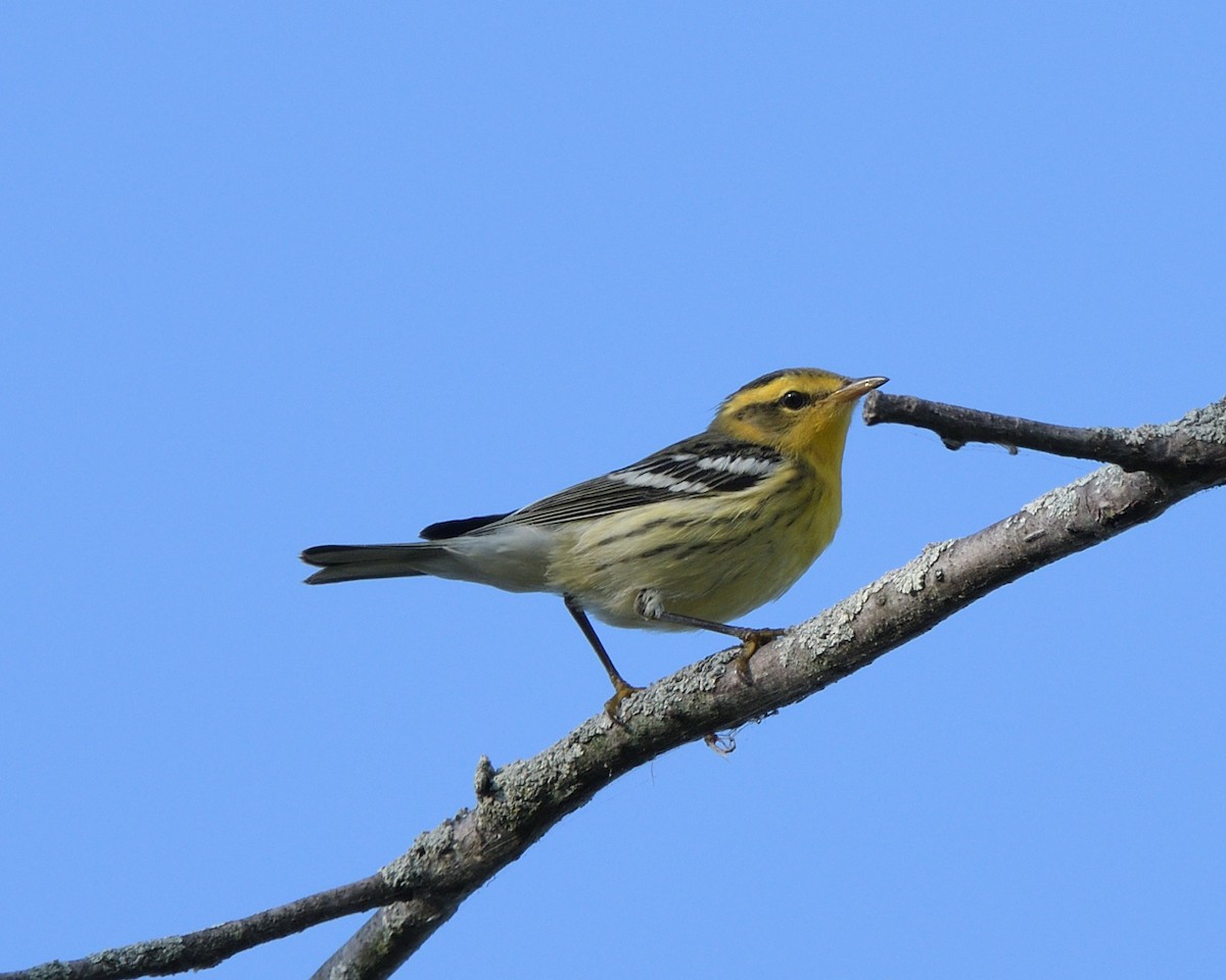 Blackburnian Warbler - ML642116000