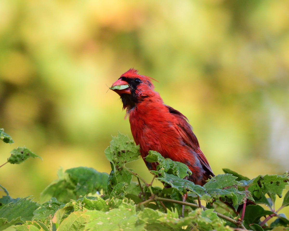 Northern Cardinal - ML642116012