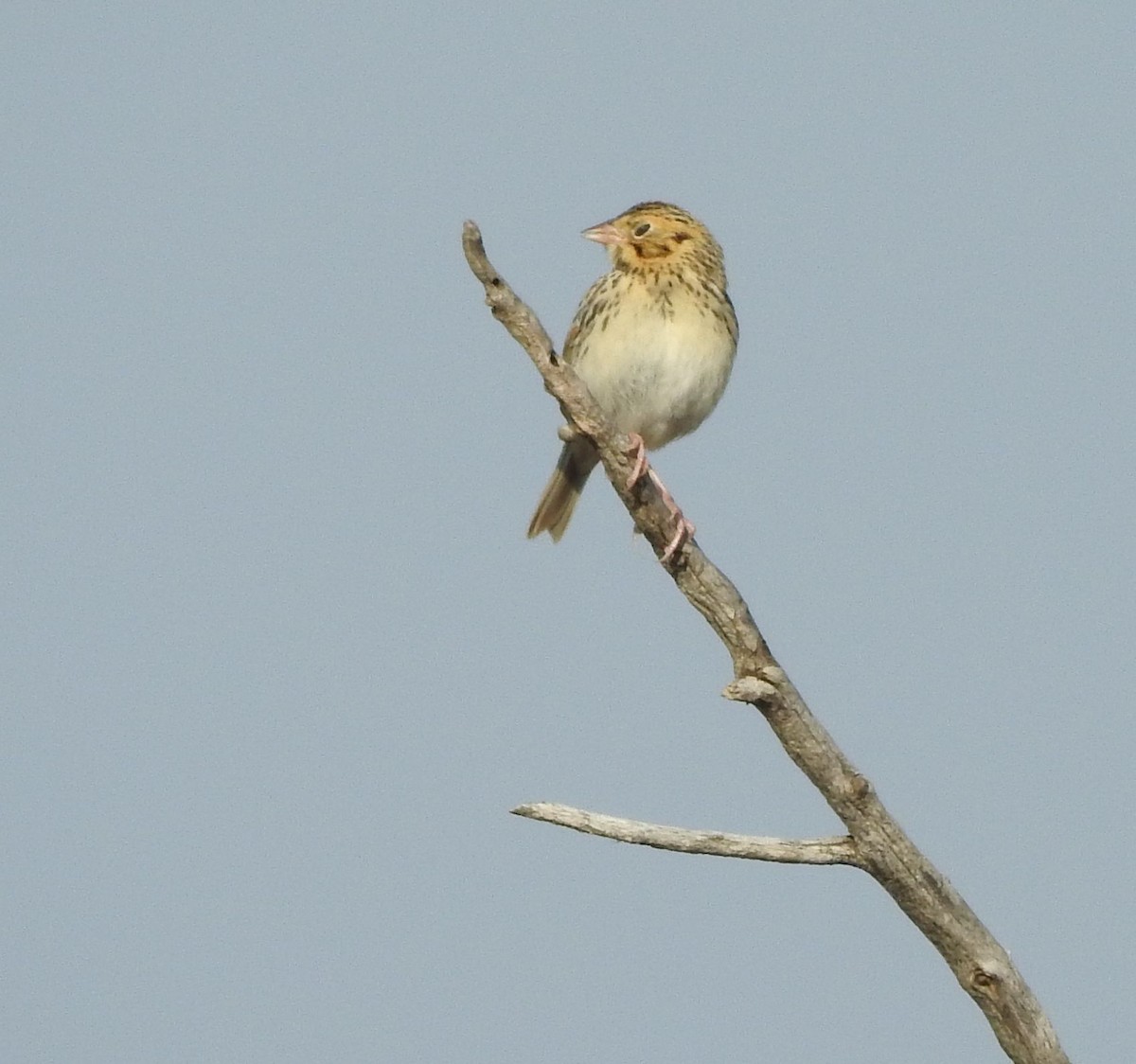 Baird's Sparrow - ML642116029