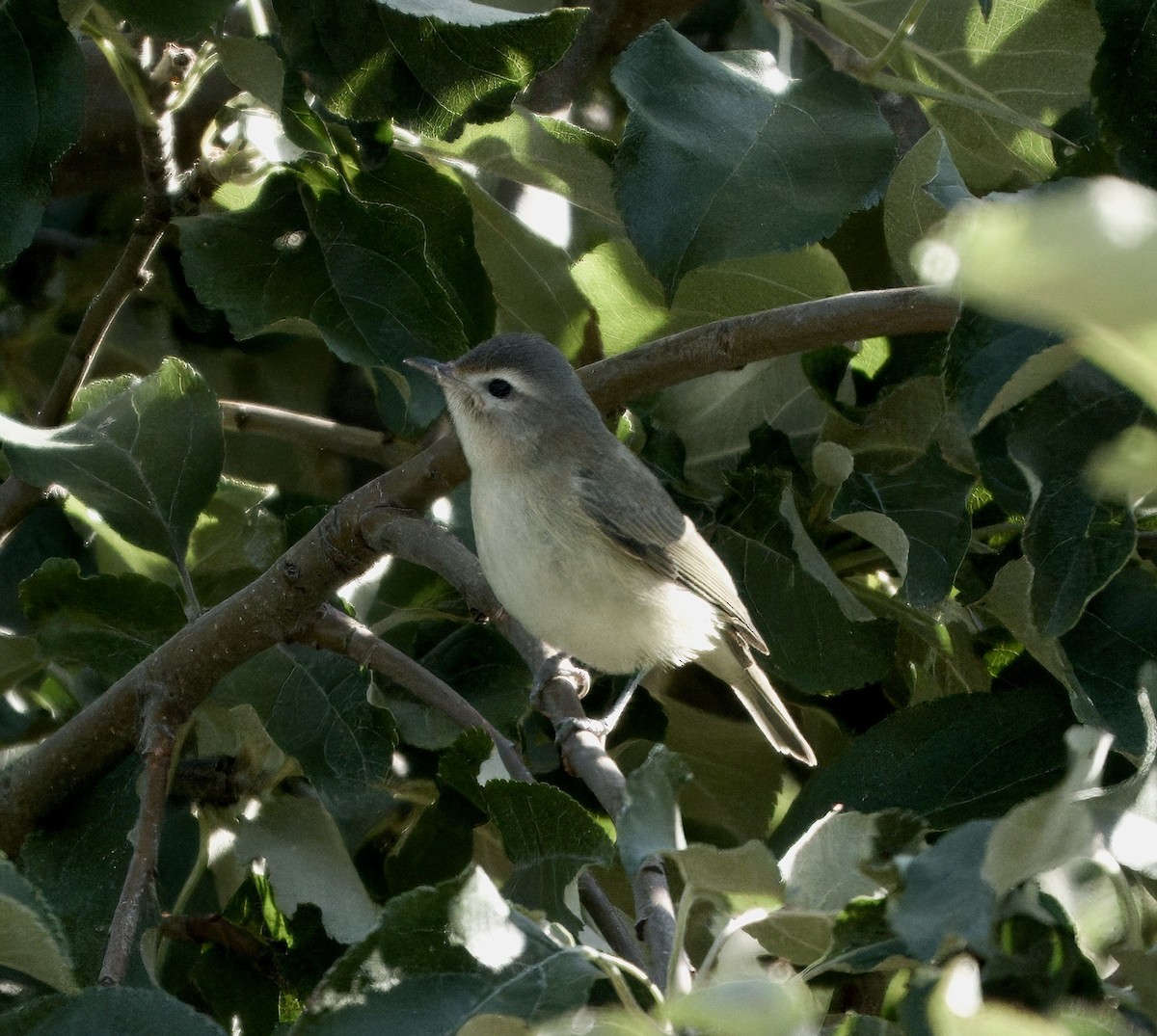 Warbling Vireo - ML642116034