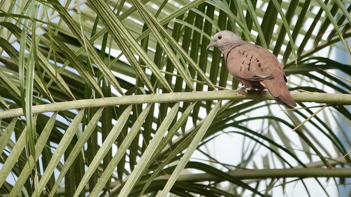 Ruddy Ground Dove - ML642116035