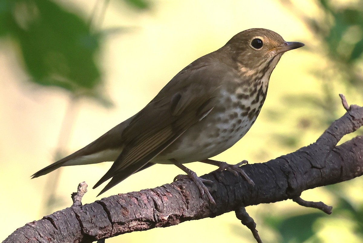 Swainson's Thrush - ML642116036