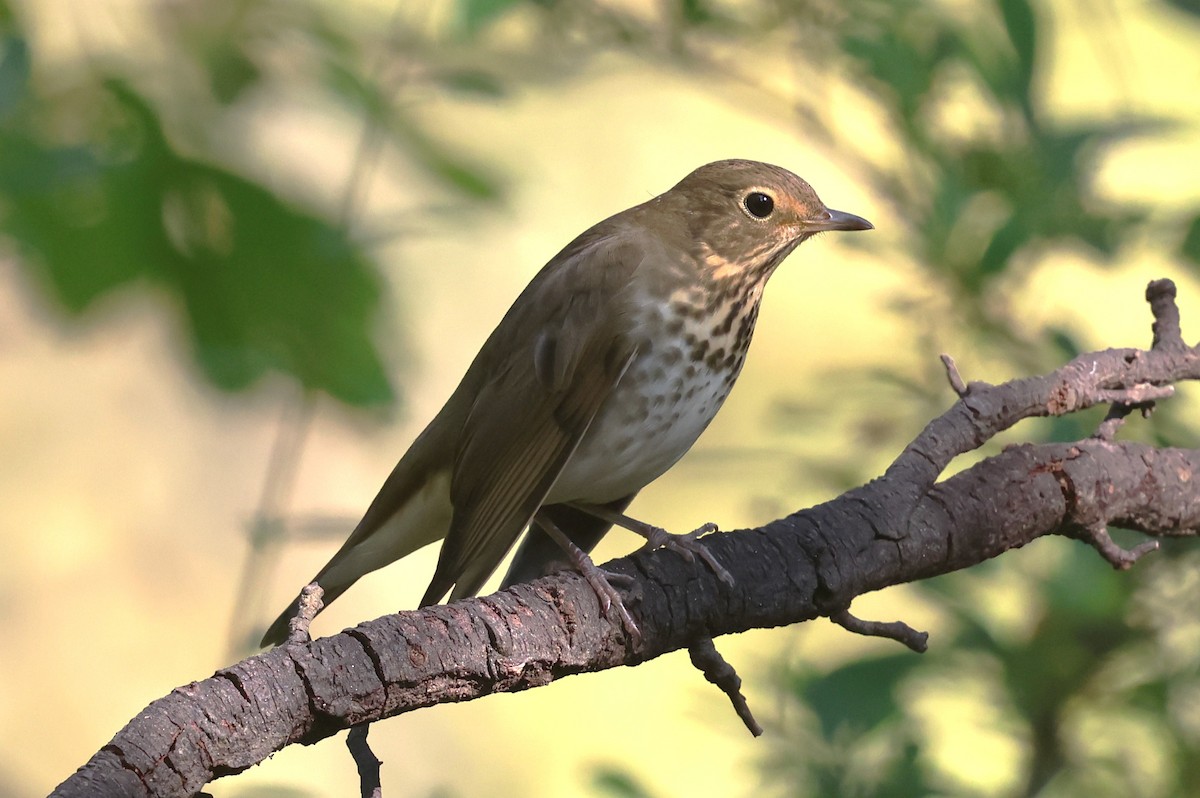 Swainson's Thrush - ML642116038