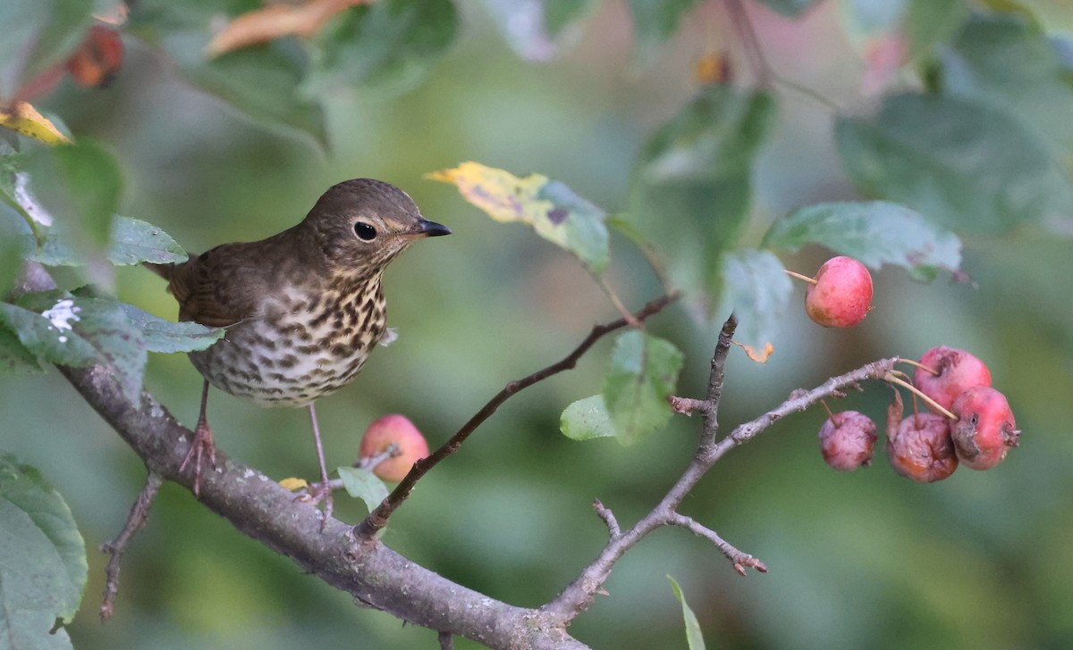Swainson's Thrush (Olive-backed) - ML642116046