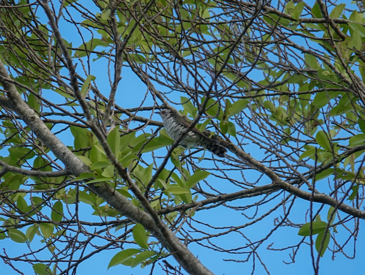 Little Bronze-Cuckoo - ML642116047