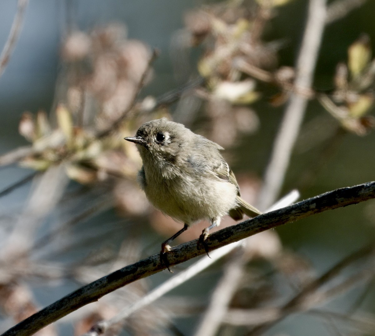 Ruby-crowned Kinglet - ML642116049