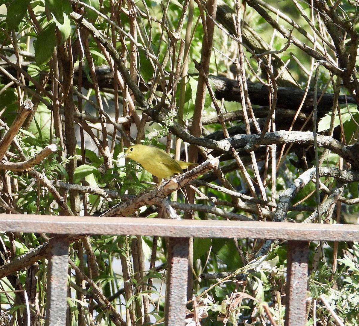 Yellow Warbler - ML642116050