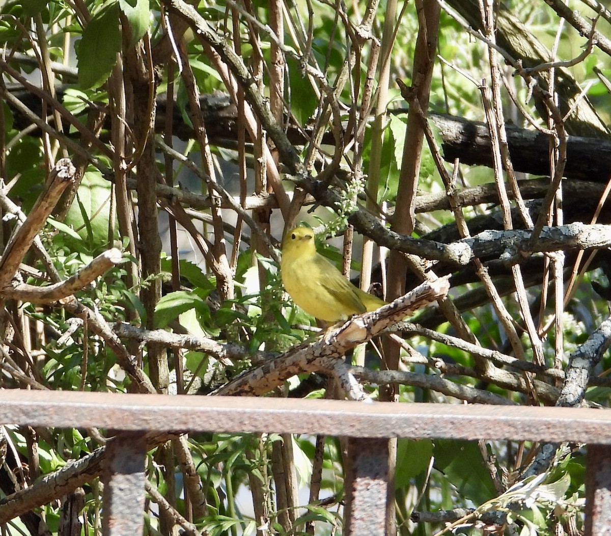 Yellow Warbler - ML642116051