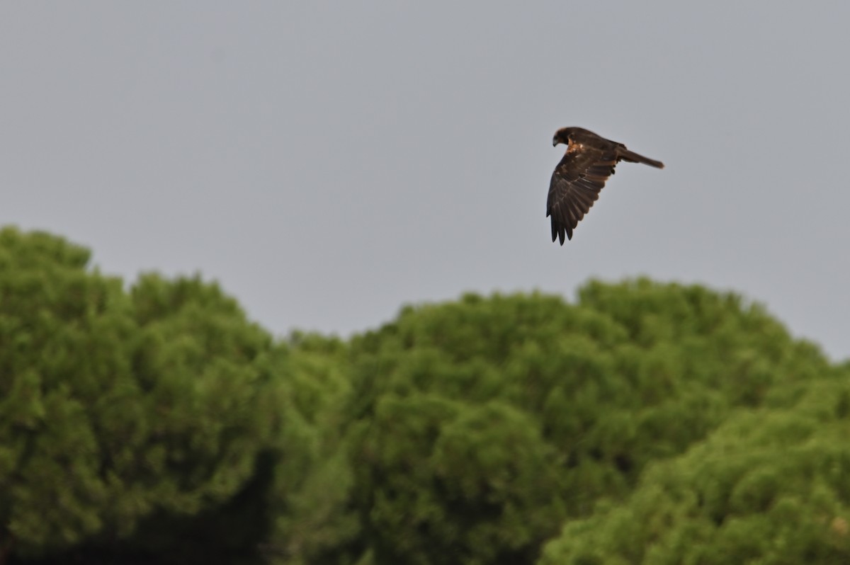 Western Marsh Harrier - ML642116059