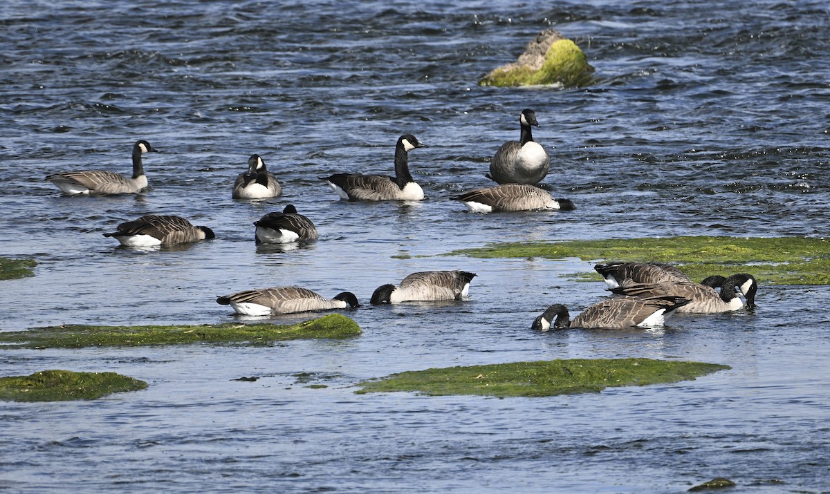 Canada Goose - ML642116063