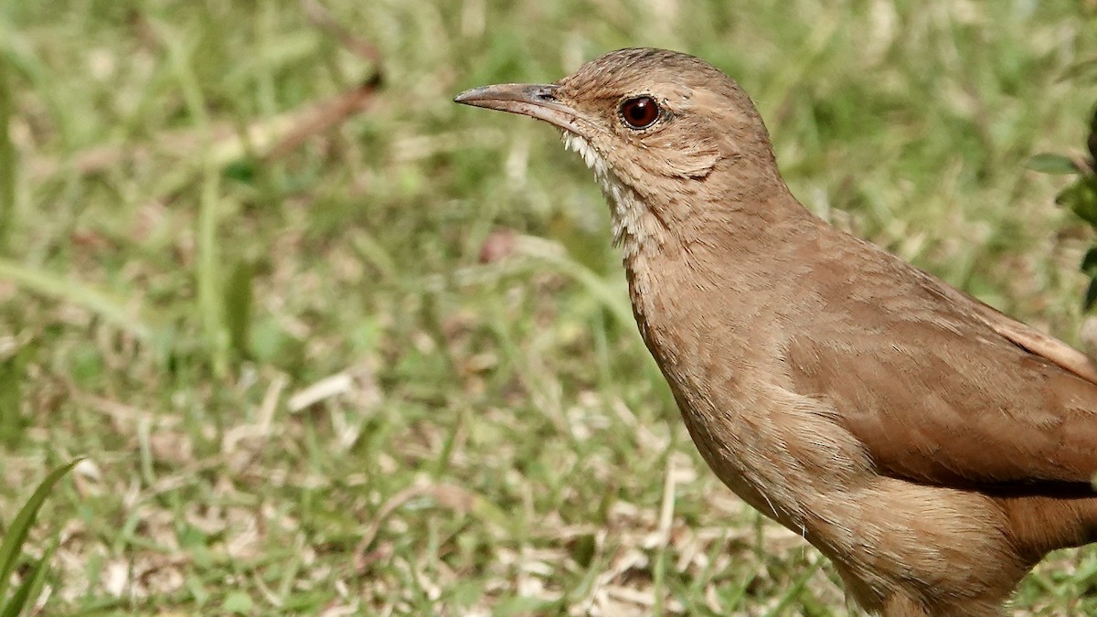 Rufous Hornero - ML642116068