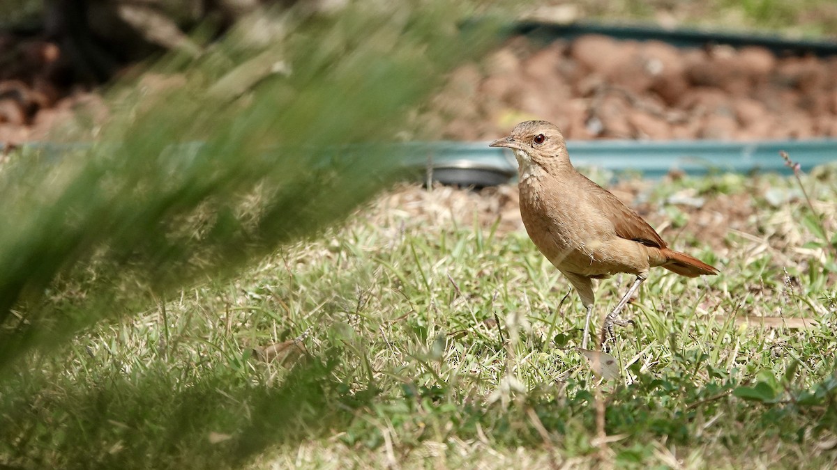 Rufous Hornero - ML642116069