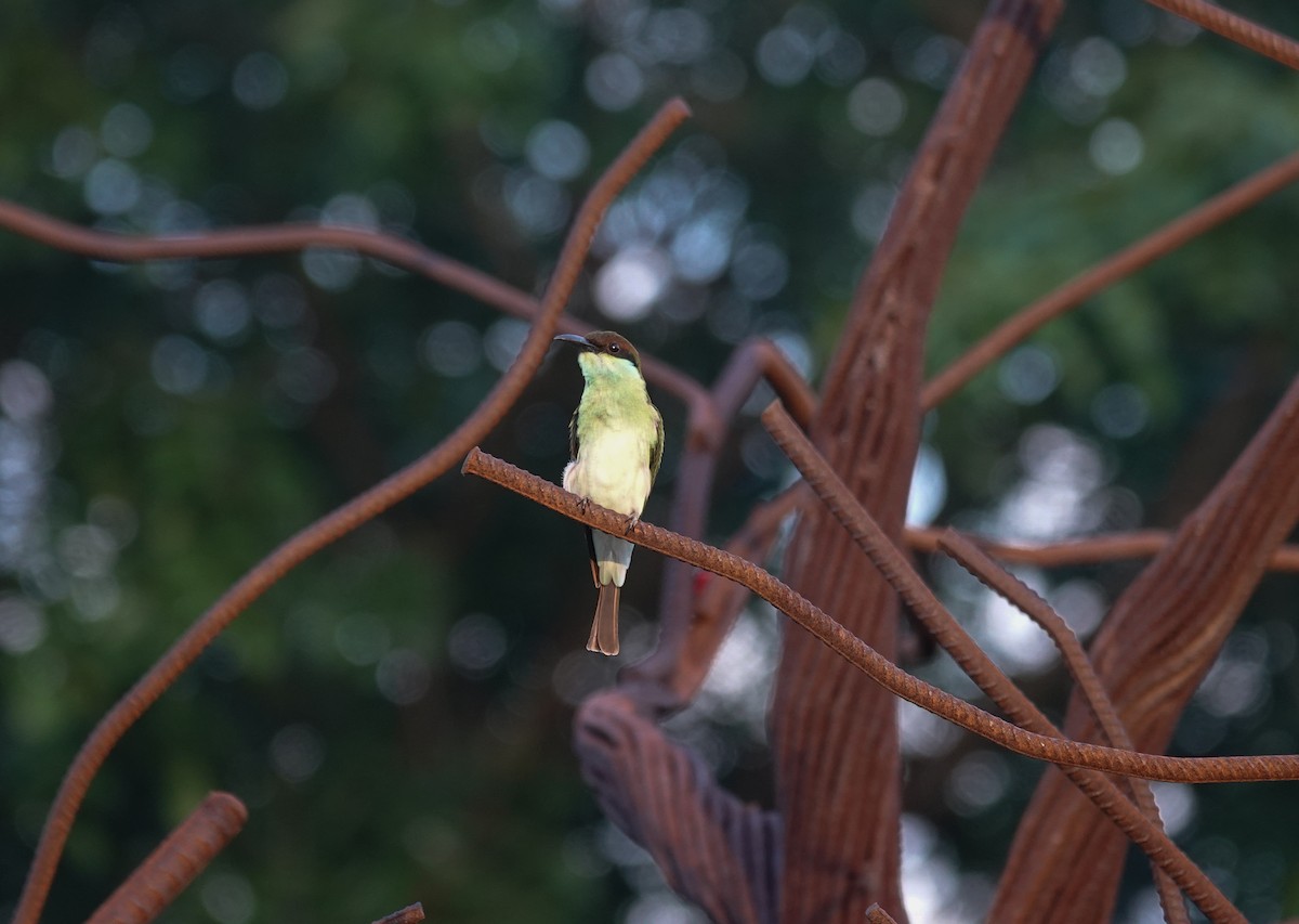 Blue-throated Bee-eater - ML642116073