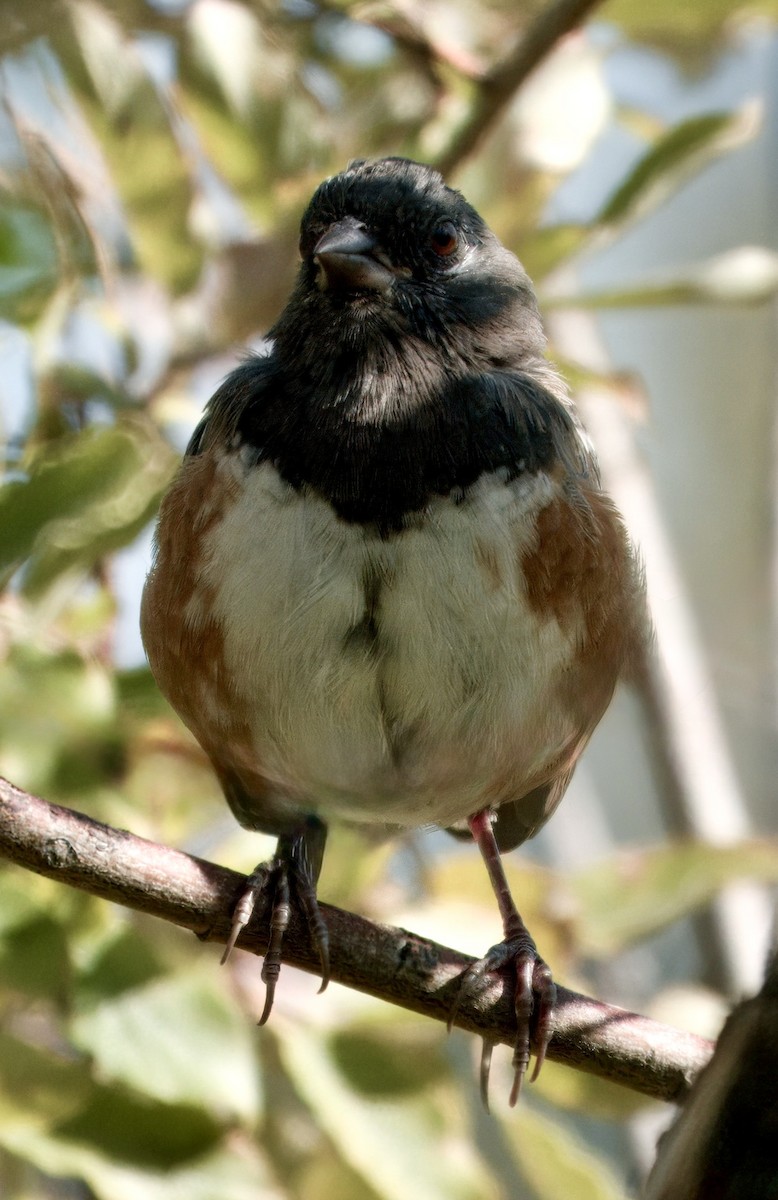 Spotted Towhee - ML642116086