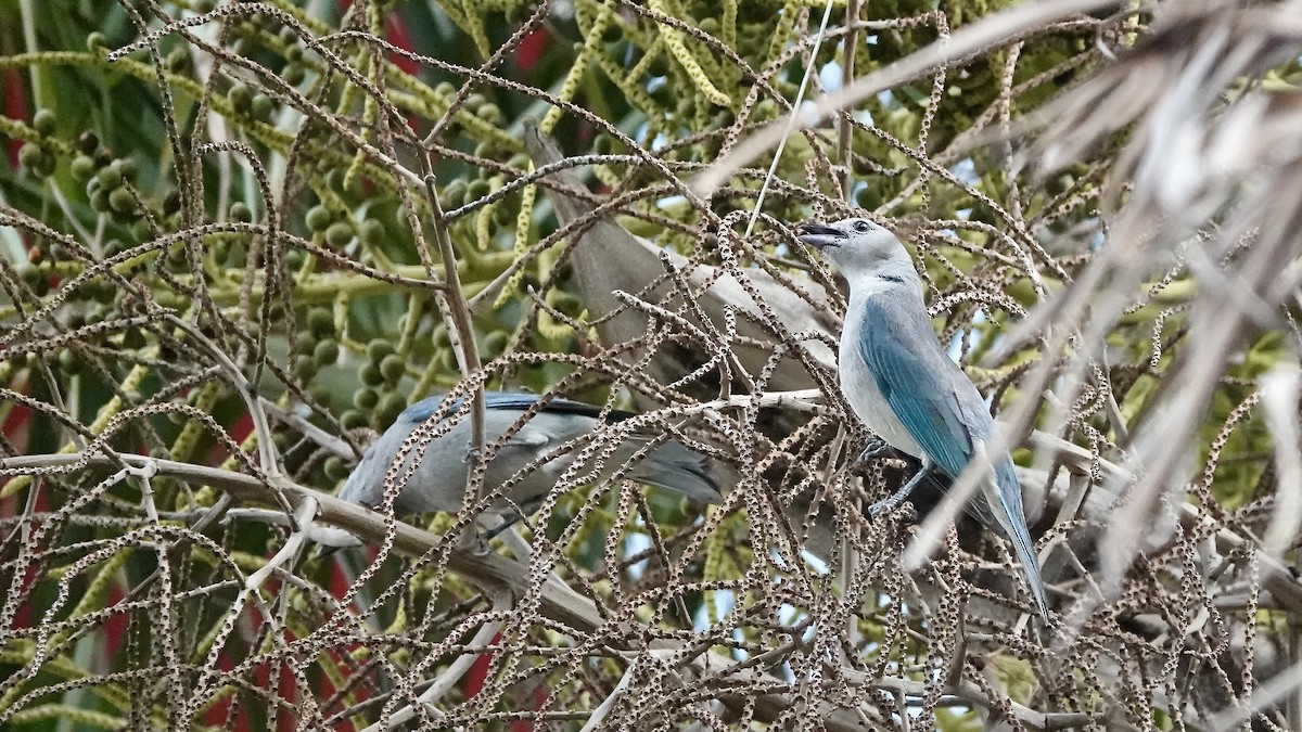 Sayaca Tanager - ML642116087