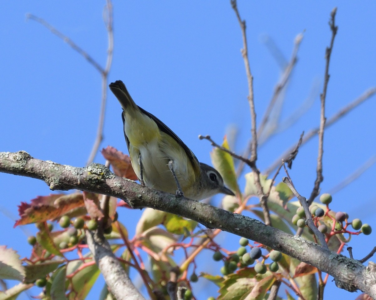 Blue-headed Vireo - ML642116088