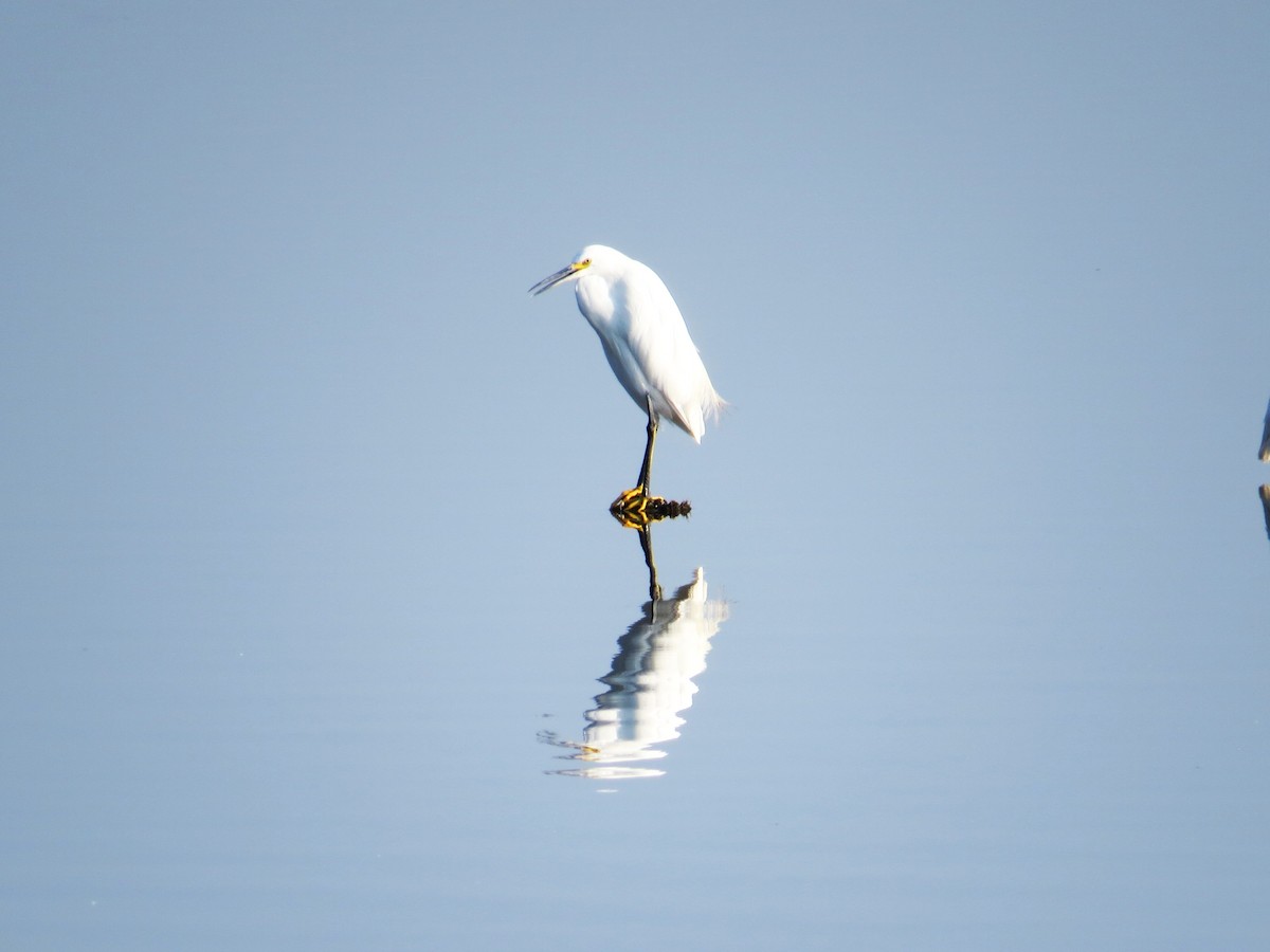 Snowy Egret - ML642116093