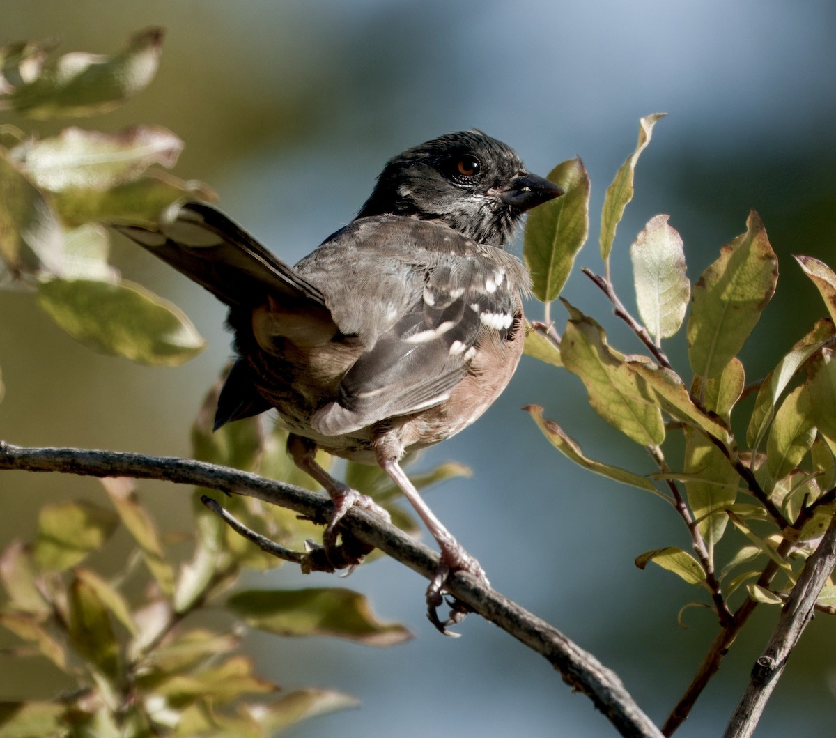 Spotted Towhee - ML642116101