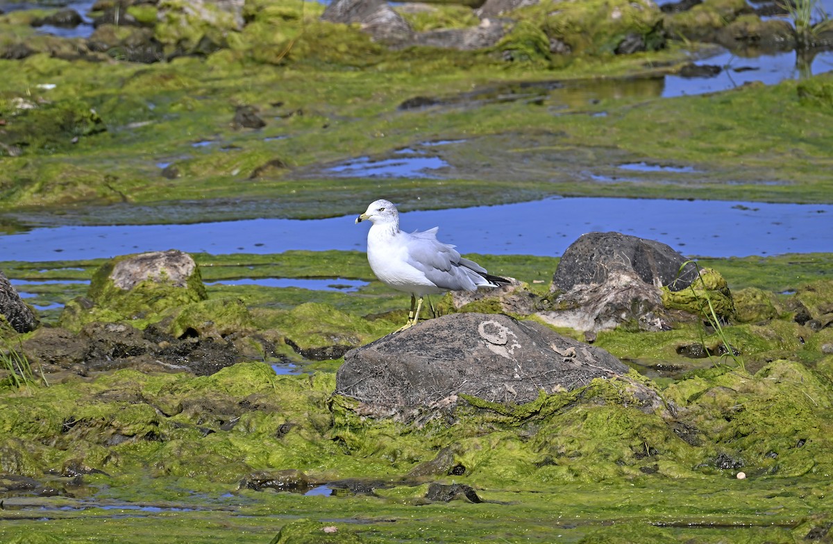 Ring-billed Gull - ML642116104