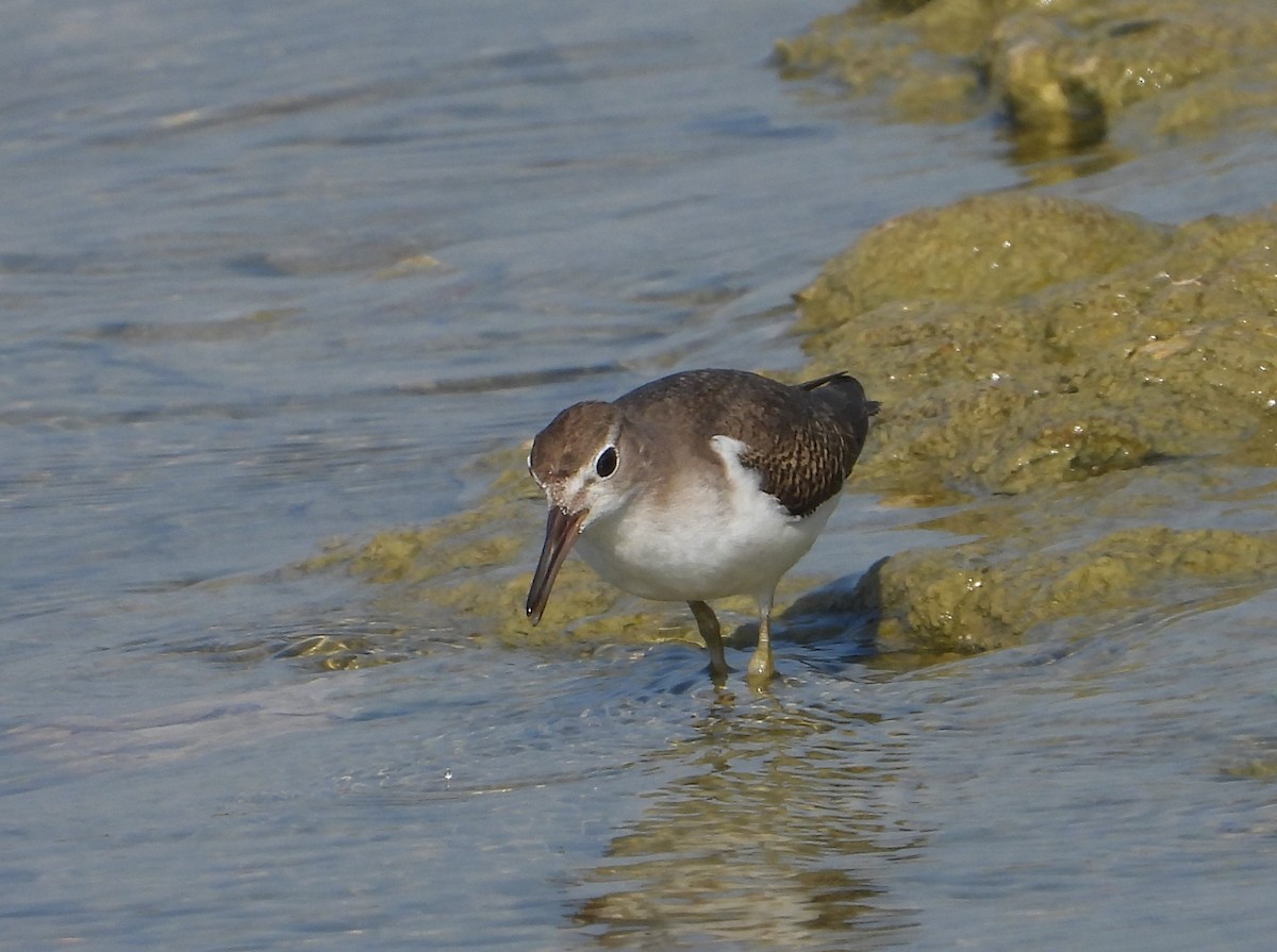 Spotted Sandpiper - ML642116109