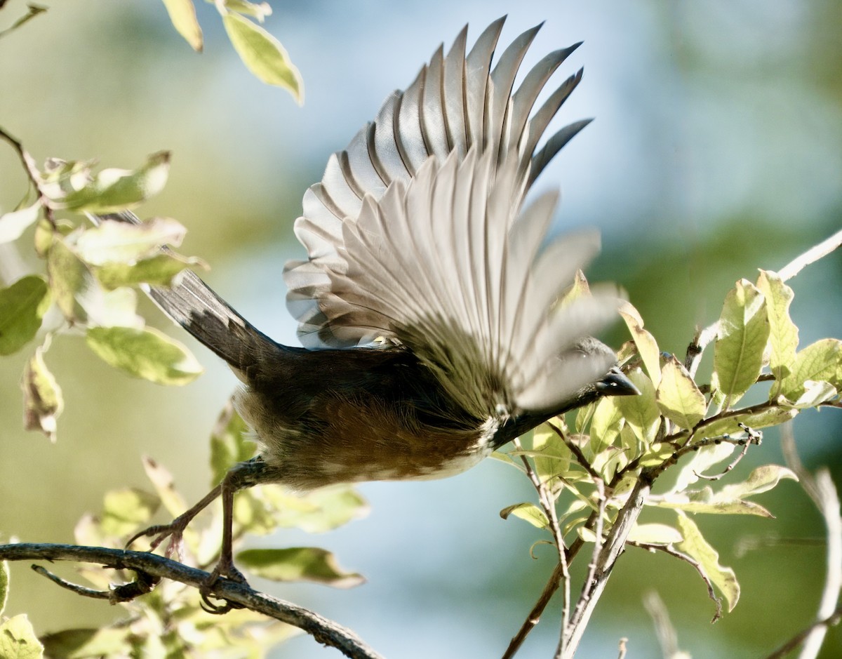 Spotted Towhee - ML642116112