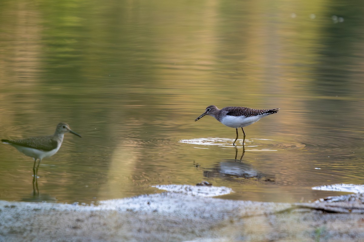 Solitary Sandpiper - ML642116119