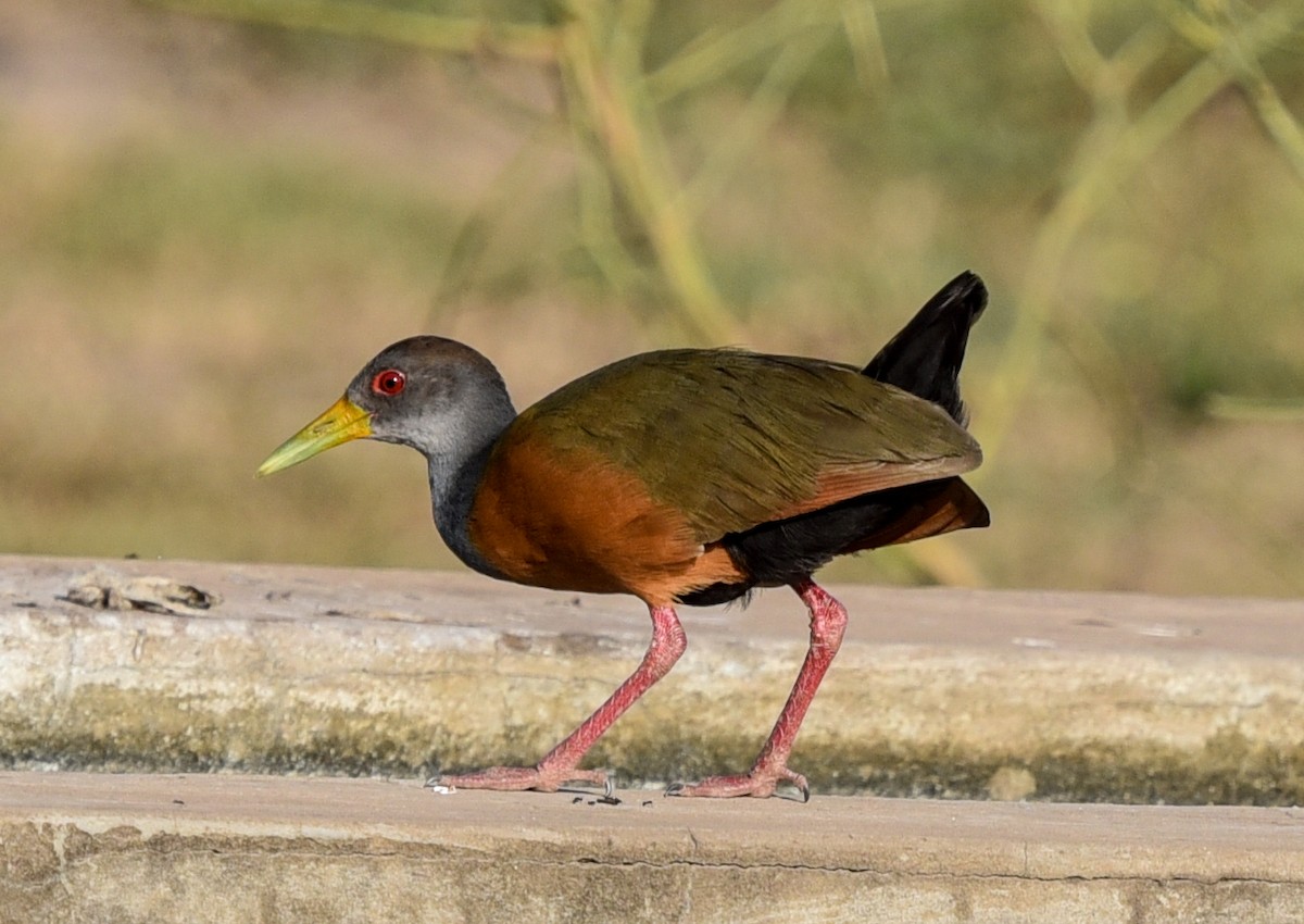 Gray-cowled Wood-Rail (Gray-cowled) - ML642116121