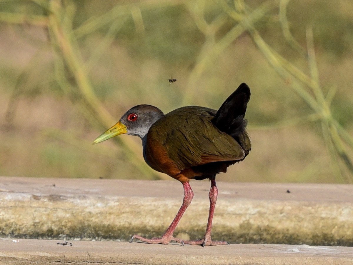 Gray-cowled Wood-Rail (Gray-cowled) - ML642116122