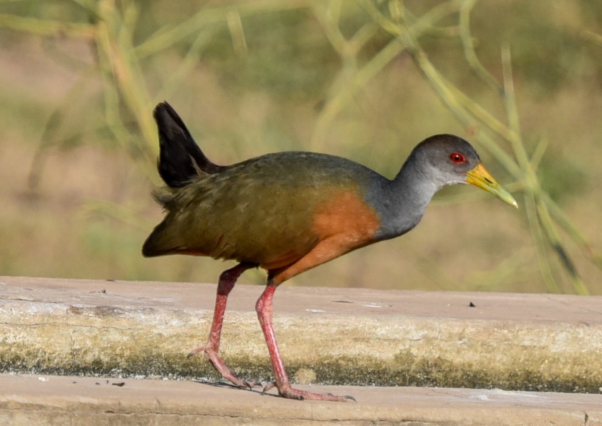 Gray-cowled Wood-Rail (Gray-cowled) - ML642116123