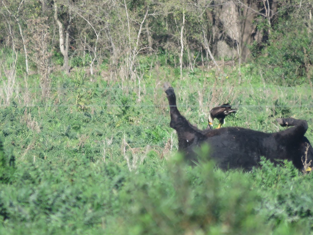 Crested Caracara - ML642116125