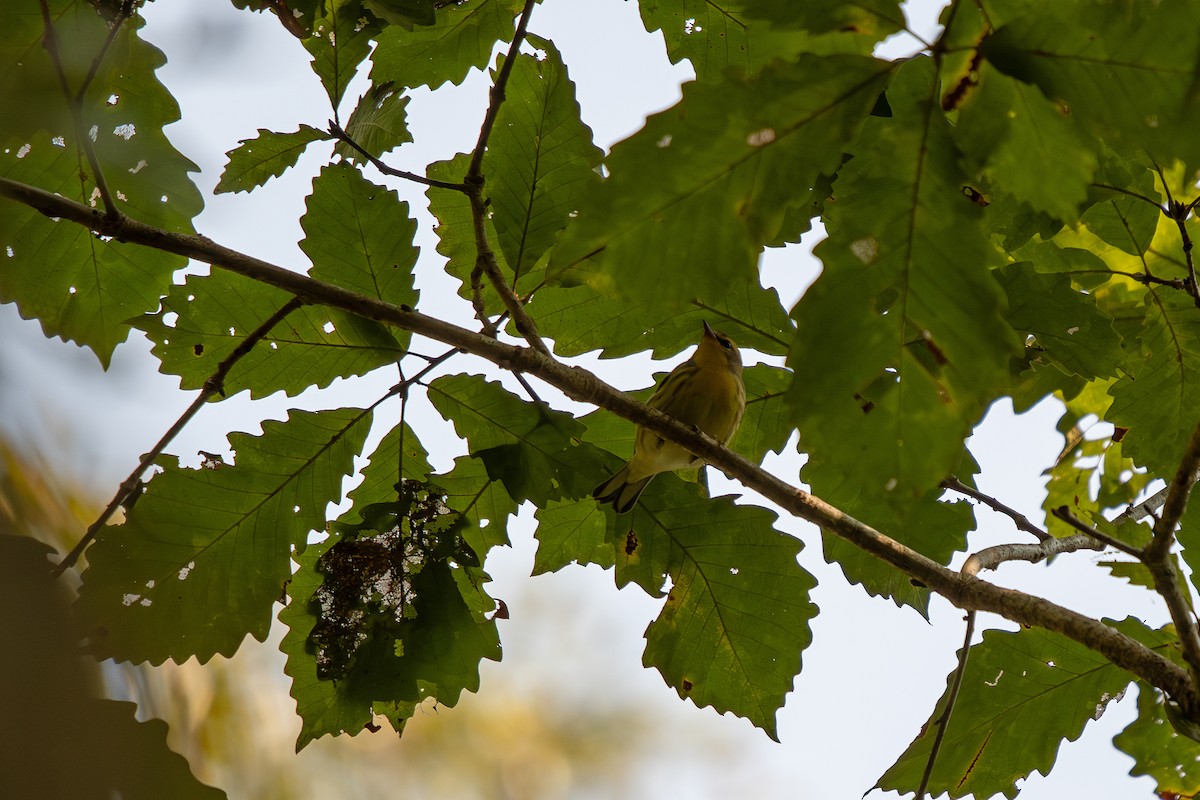 Blackburnian Warbler - ML642116140