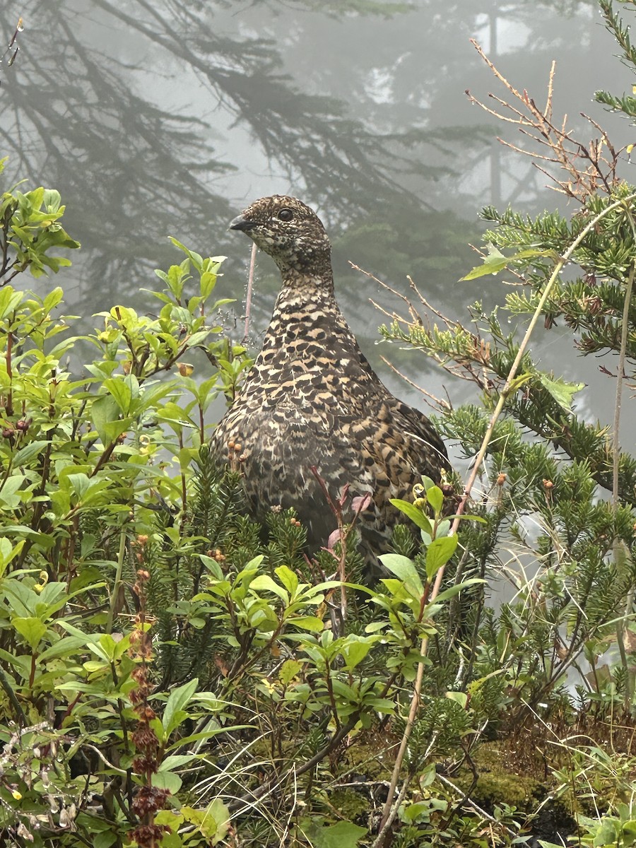 ススイロライチョウ - ML642116154