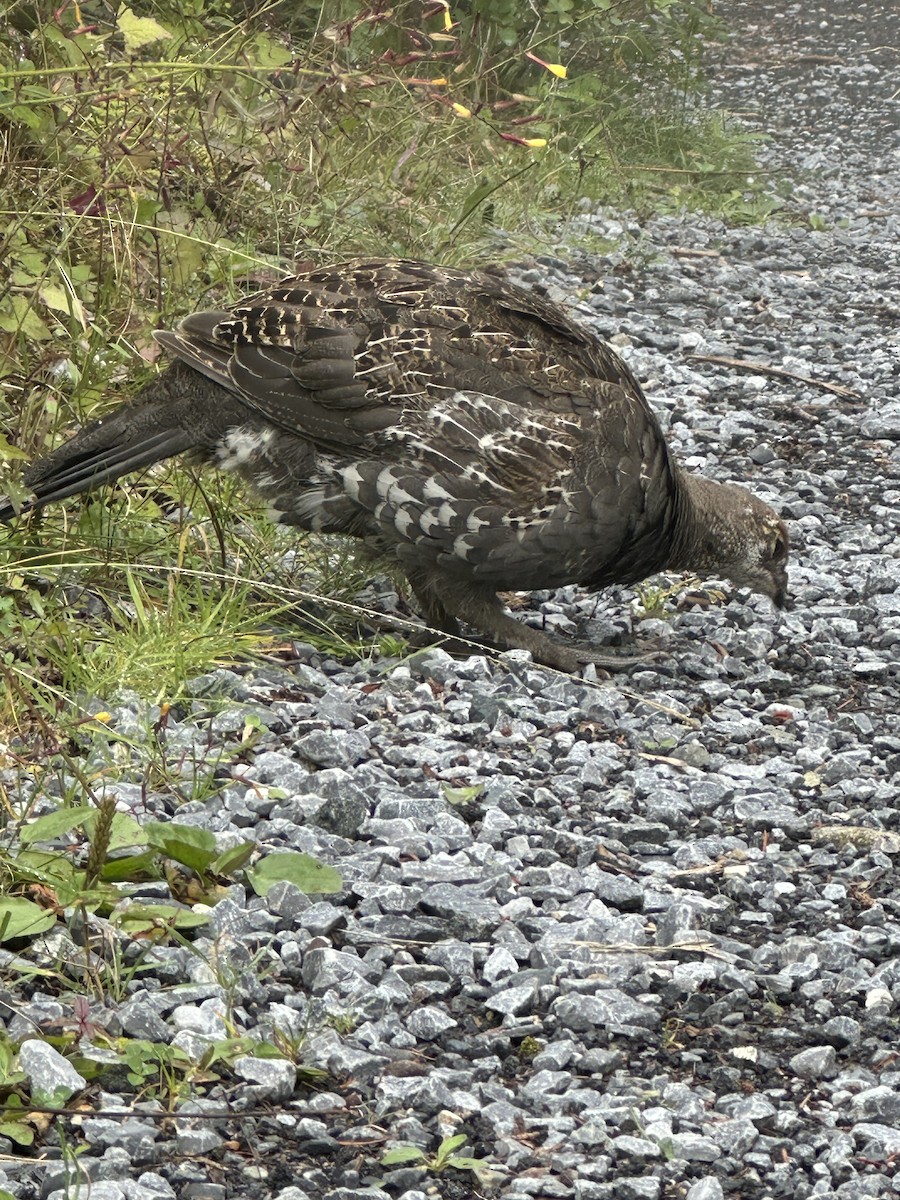 ススイロライチョウ - ML642116156