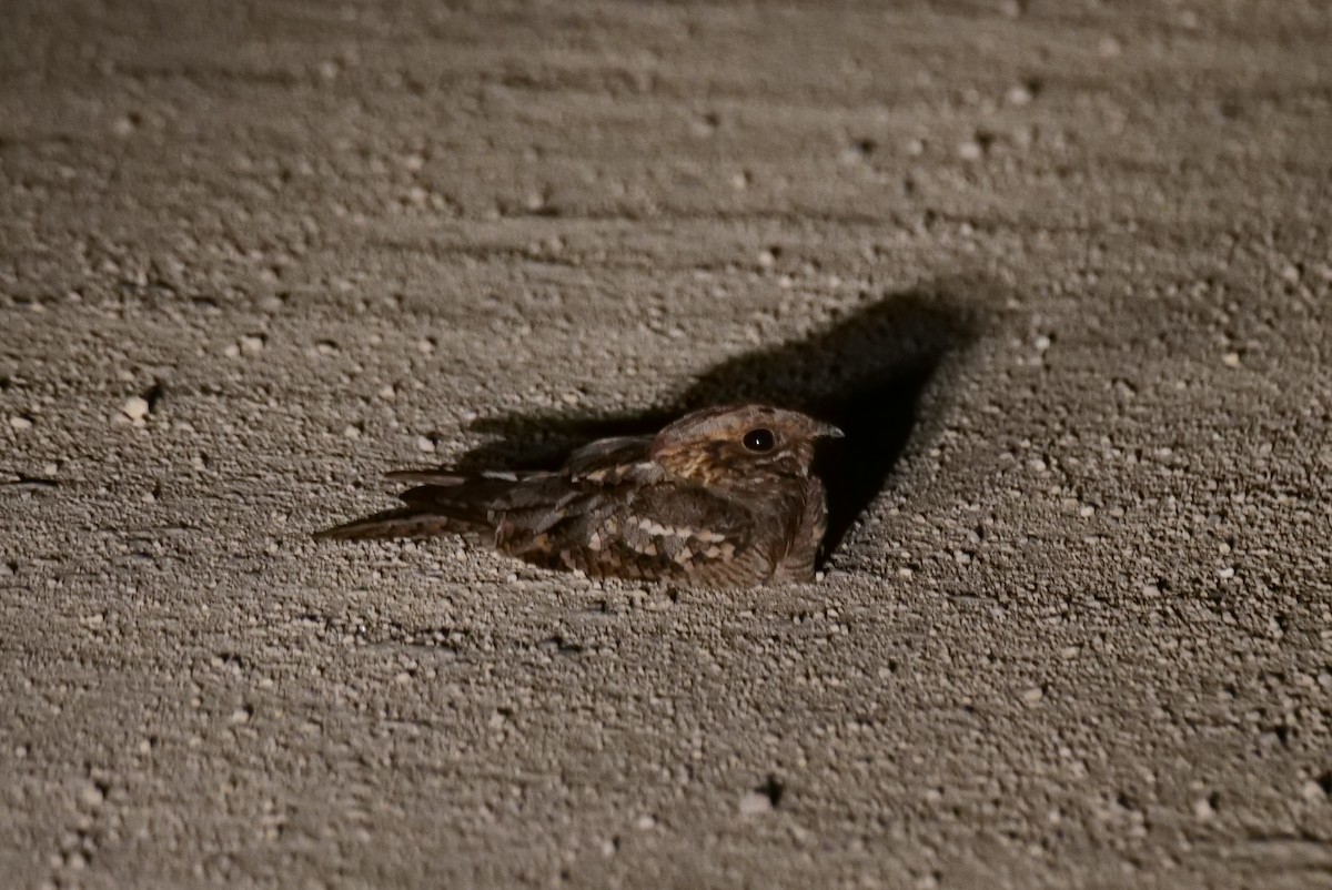 Red-necked Nightjar - ML642116166