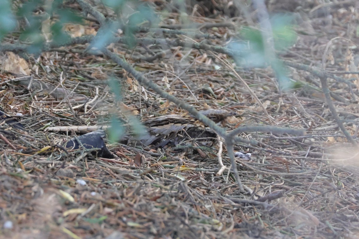 Red-necked Nightjar - ML642116168