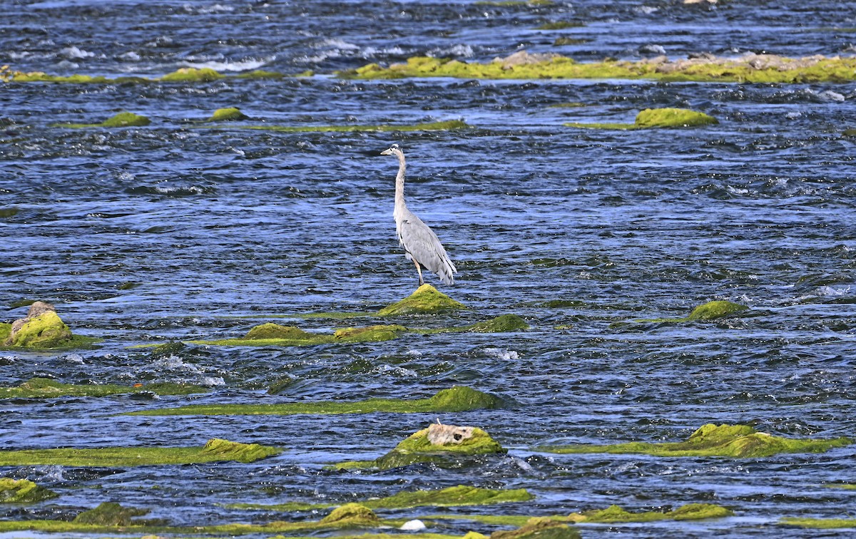 Great Blue Heron - ML642116170