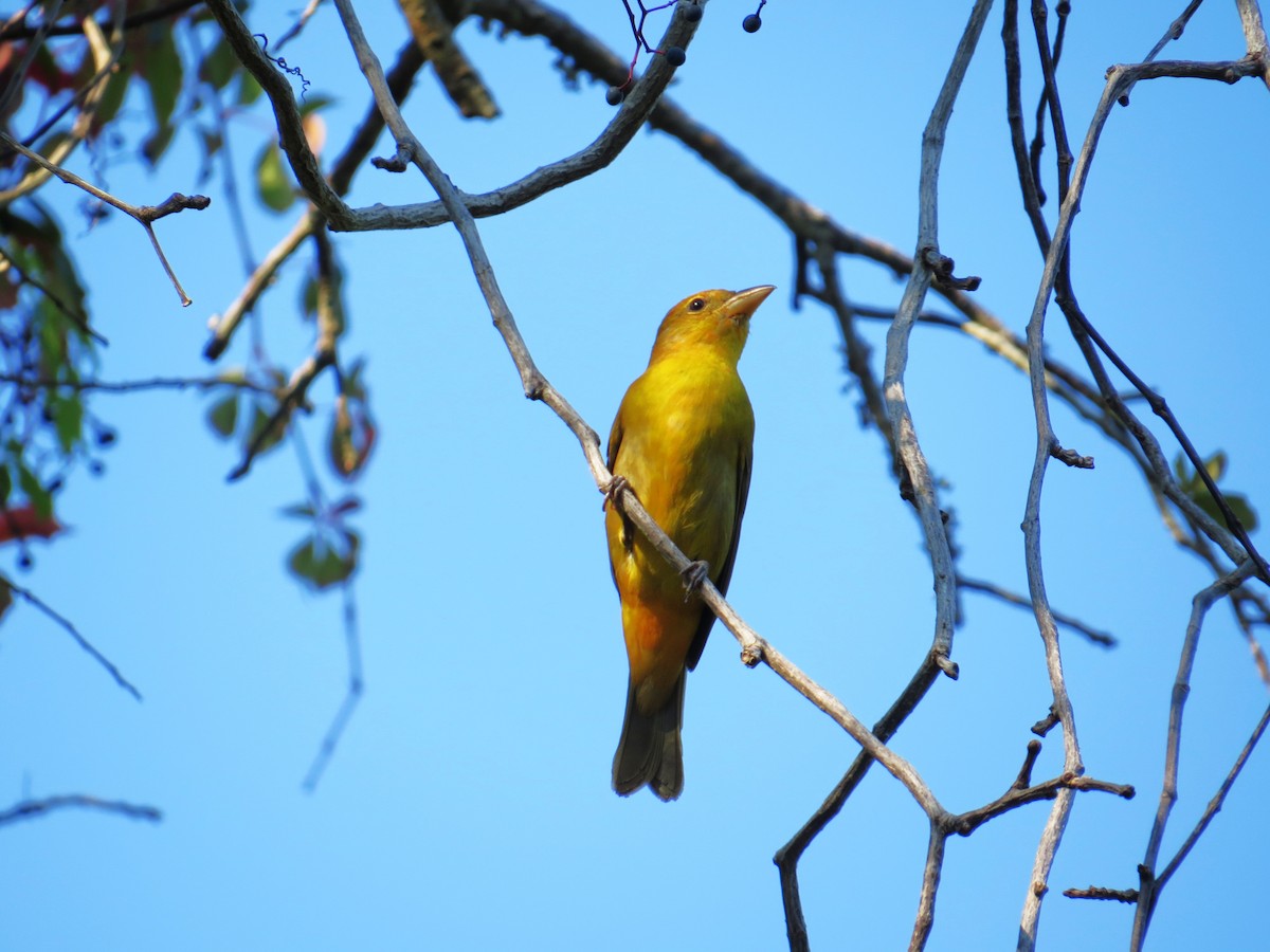 Summer Tanager - ML642116179