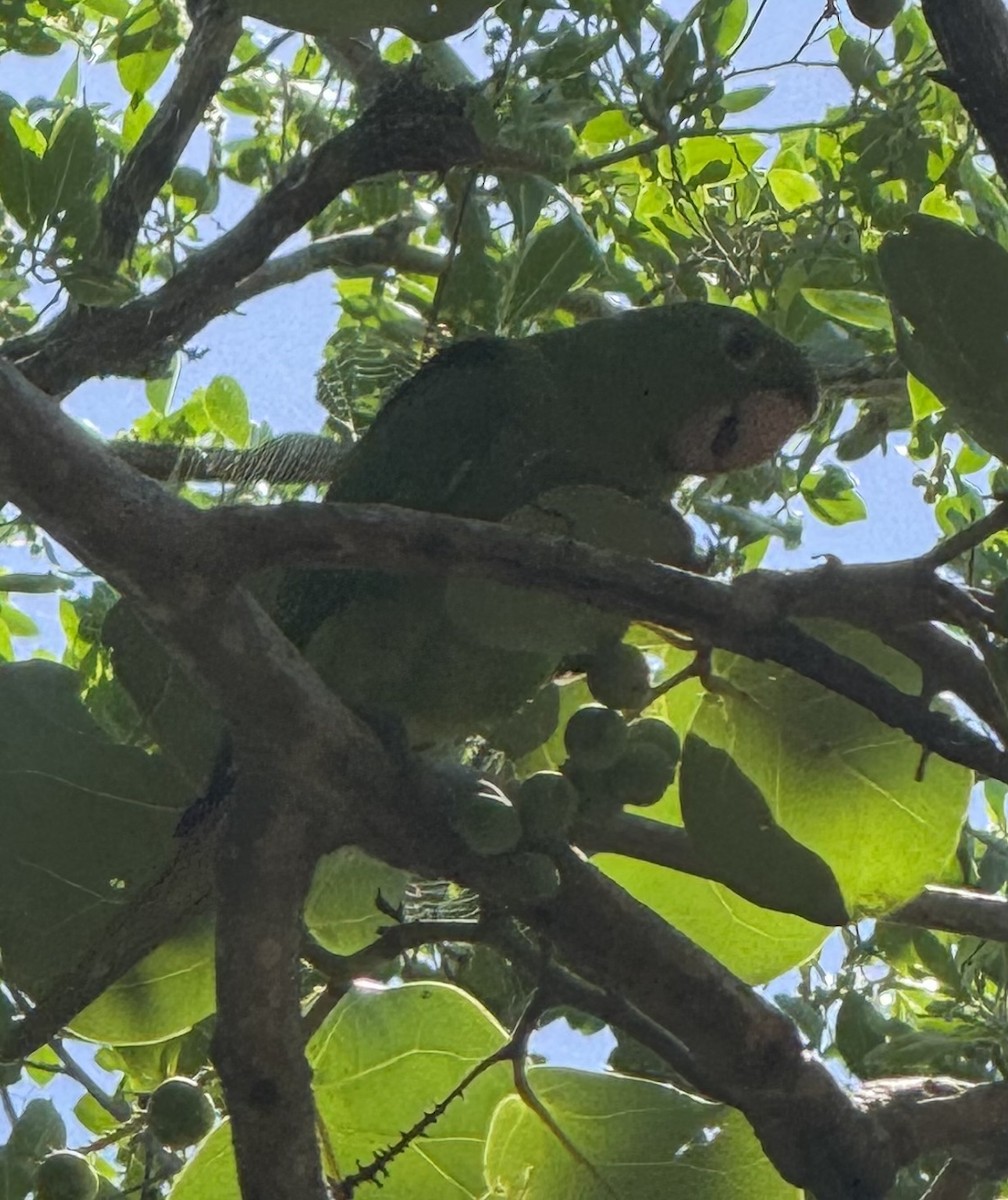 White-eyed Parakeet - ML642116181
