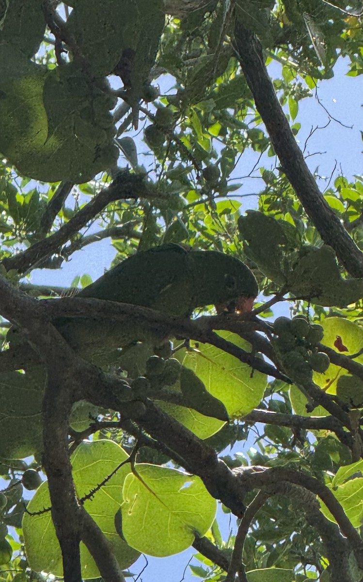 White-eyed Parakeet - ML642116182