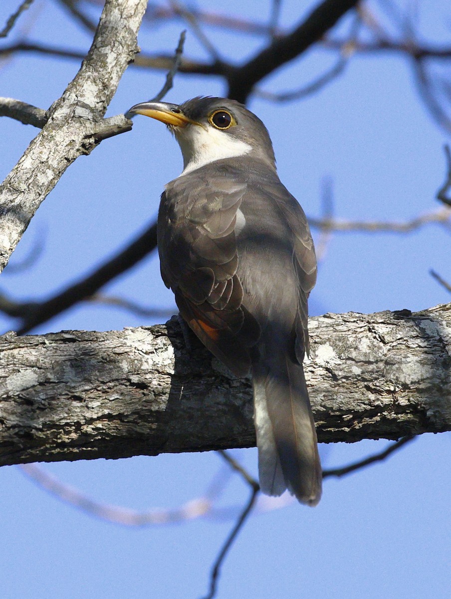 Yellow-billed Cuckoo - ML642116183