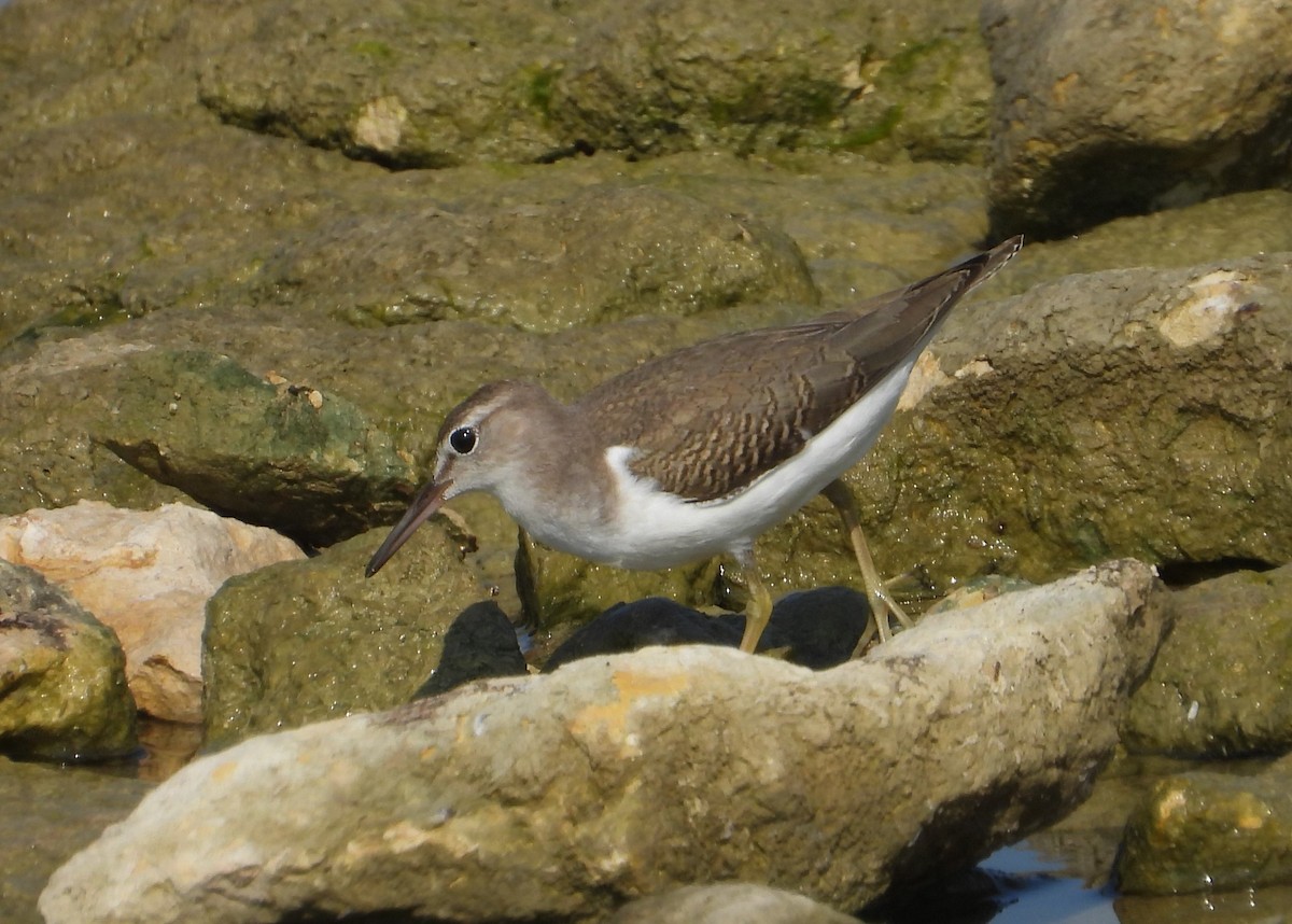 Spotted Sandpiper - ML642116188