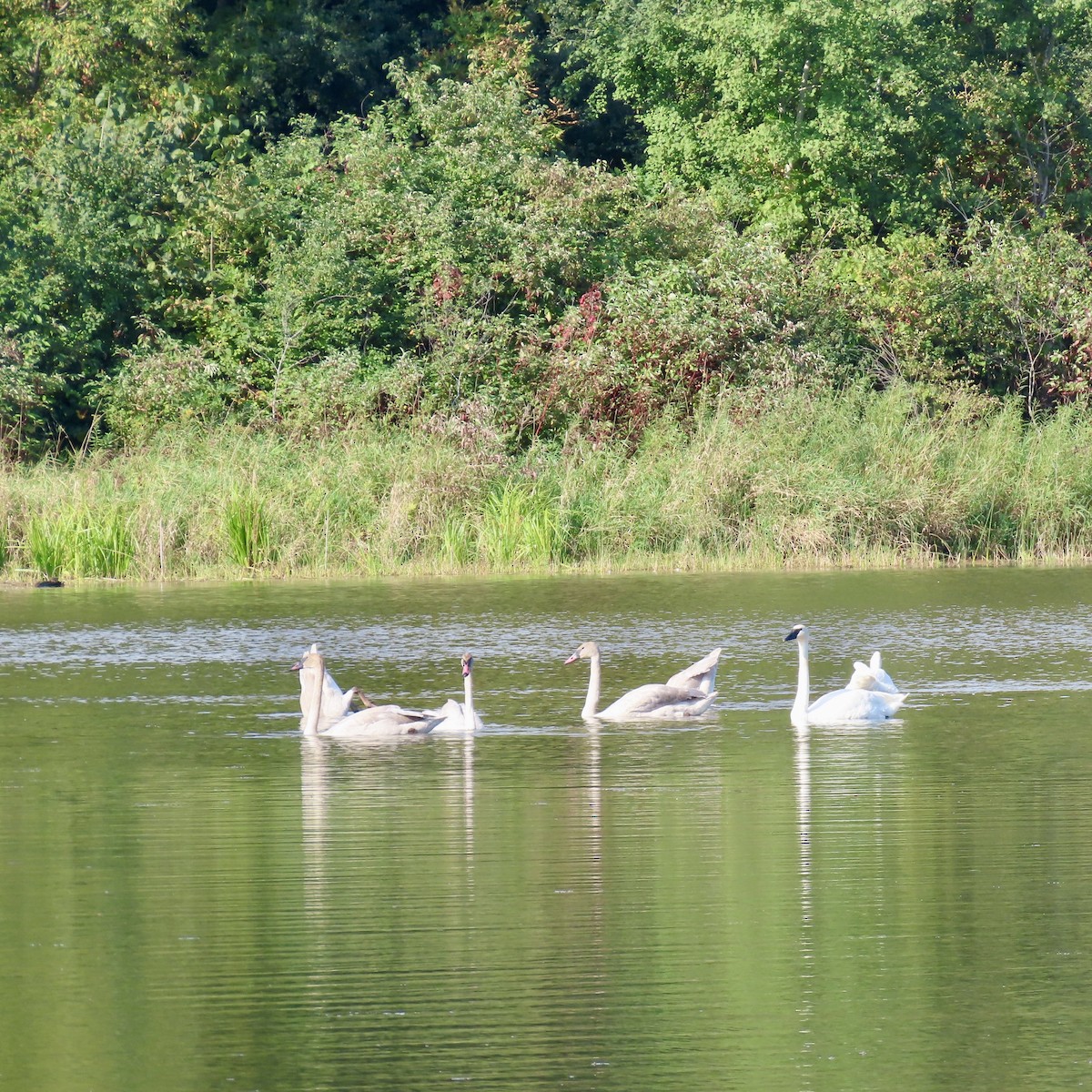 Trumpeter Swan - ML642116212