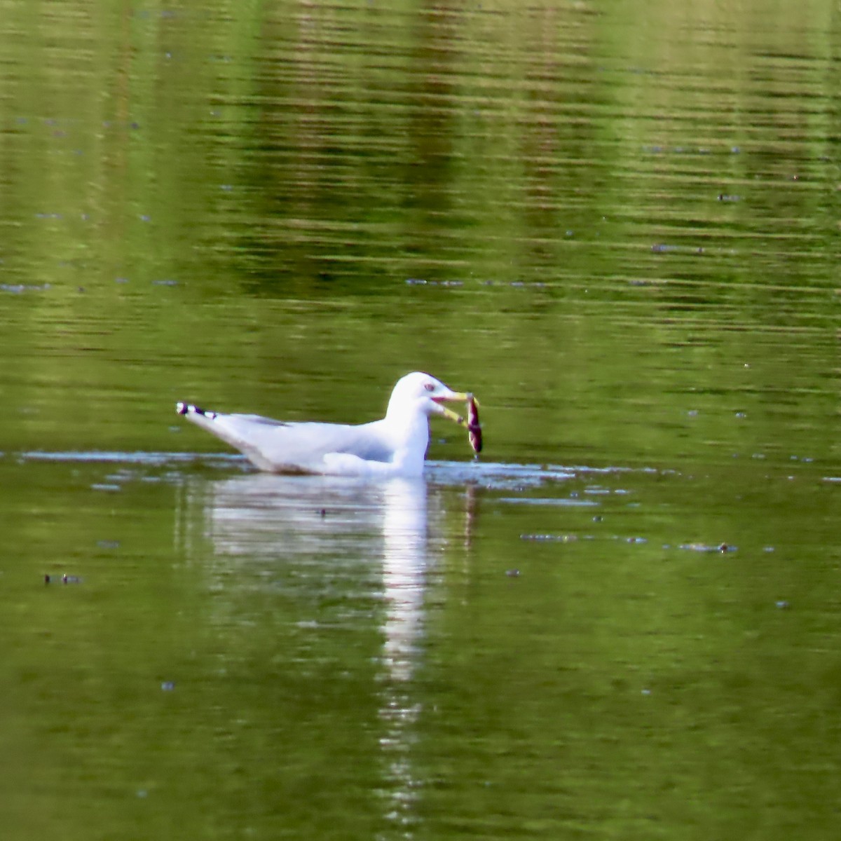 Ring-billed Gull - ML642116214