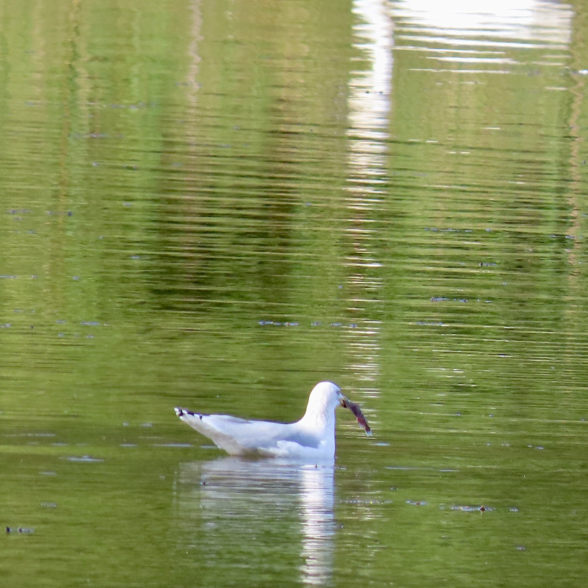 Ring-billed Gull - ML642116215