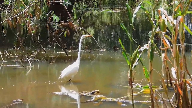 volavka bílá (ssp. egretta) - ML642116216