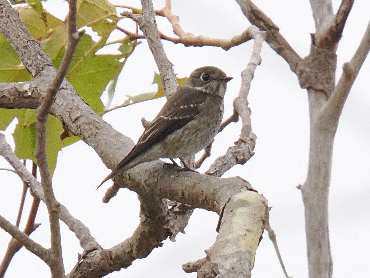 lejsek tmavoboký - ML642116223