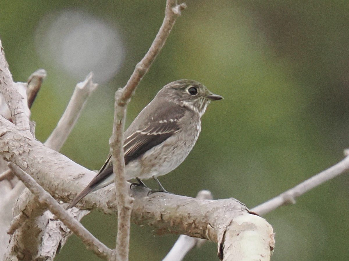 lejsek tmavoboký - ML642116224