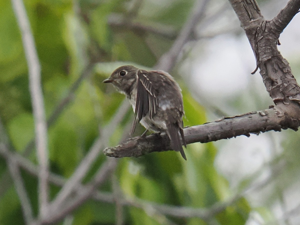 lejsek tmavoboký - ML642116225