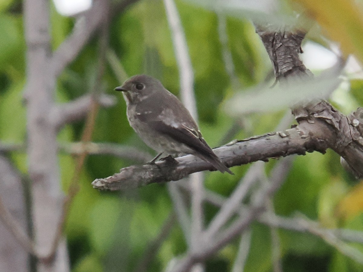 lejsek tmavoboký - ML642116227